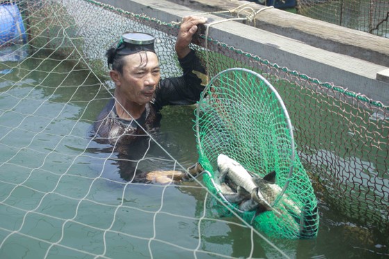 Cá nuôi lồng bè chết hàng loạt, người nuôi bán tháo giá rẻ ảnh 1