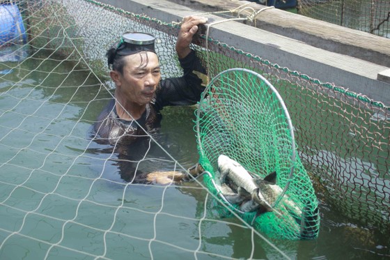 Quảng Ngãi yêu cầu chấm dứt nuôi cá lồng bè tự phát ở khu vực biển và sông Trà Bồng ảnh 2