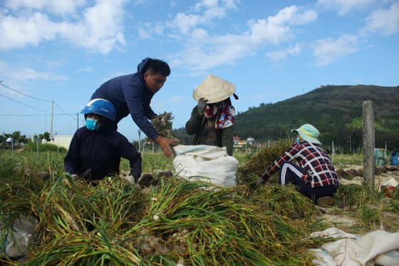Mùa thu hoạch tỏi trên đảo Lý Sơn ảnh 8