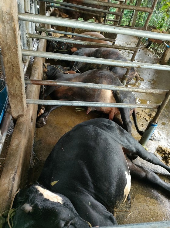 Quảng Ngãi: Sét đánh chết 4 con bò, dông lốc làm tốc mái nhiều nhà dân ảnh 1 Quảng Ngãi: Sét đánh chết 4 con bò, dông lốc làm tốc mái nhiều nhà dân ảnh 1