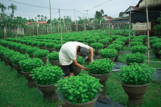 Nhà vườn Quảng Ngãi giảm sản lượng hoa tết: “Đến giờ chưa thấy bạn hàng gọi điện“ ảnh 2