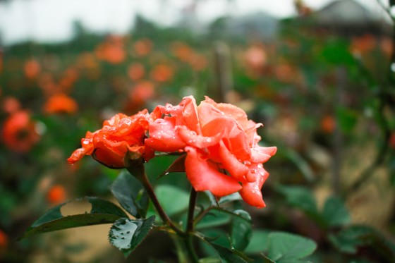 Nhà vườn Quảng Ngãi giảm sản lượng hoa tết: “Đến giờ chưa thấy bạn hàng gọi điện“ ảnh 11