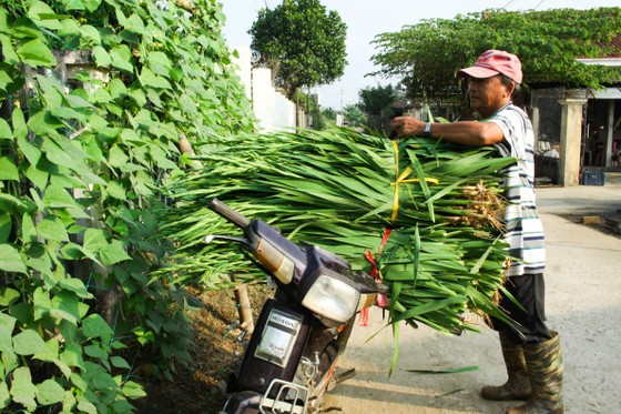 Làng hoa lay ơn Quảng Ngãi ngày giáp tết ảnh 13