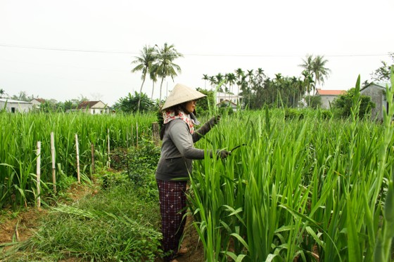 Làng hoa lay ơn Quảng Ngãi ngày giáp tết ảnh 6