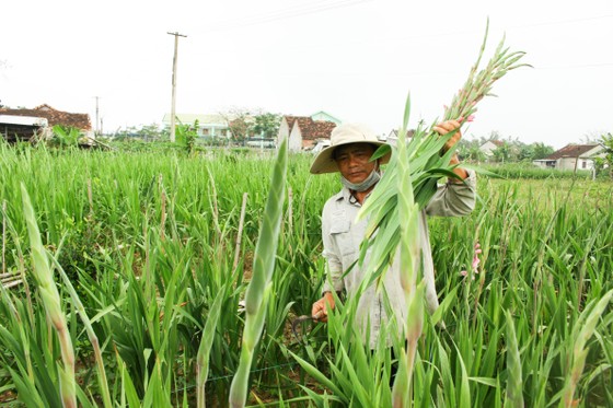 Làng hoa lay ơn Quảng Ngãi ngày giáp tết ảnh 10
