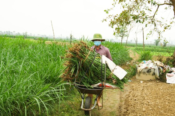 Làng hoa lay ơn Quảng Ngãi ngày giáp tết ảnh 14