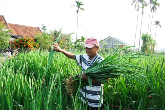 Làng hoa lay ơn Quảng Ngãi ngày giáp tết ảnh 1