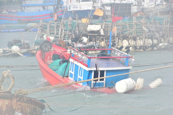 Quảng Ngãi: Cây trồng, hoa màu ngã đổ la liệt ảnh 5