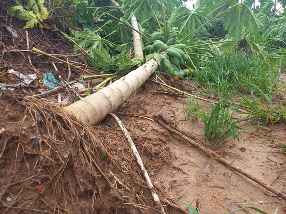 Quảng Ngãi: Cây trồng, hoa màu ngã đổ la liệt ảnh 3