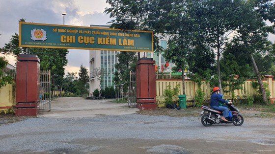 Thu hồi gần 1 tỷ đồng sai phạm tại Chi cục Kiểm lâm tỉnh Quảng Ngãi ảnh 2