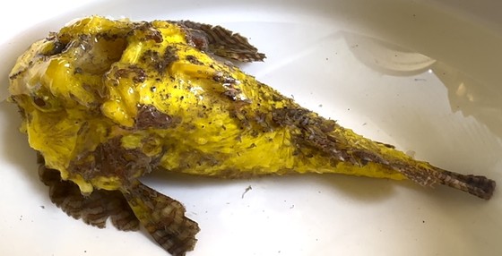 Con cá mặt quỷ có màu vàng như nghệ và đường vân như cánh bướm