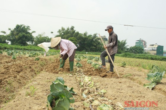 Quảng Ngãi: Rau rớt giá, nông dân lỗ nặng ảnh 4