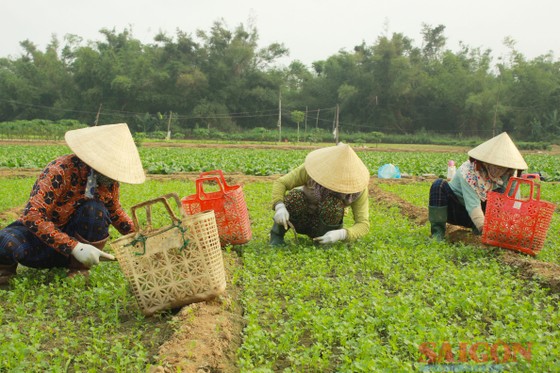 Quảng Ngãi: Rau rớt giá, nông dân lỗ nặng ảnh 2