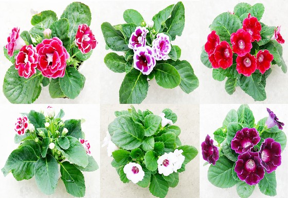 Bảo hộ giống cây trồng ảnh 1
