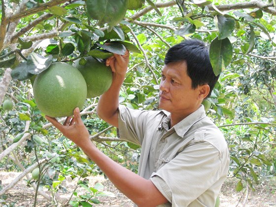 Bưởi da xanh Bến Tre được cấp chứng nhận chỉ dẫn địa lý ảnh 1 Bưởi da xanh Bến Tre được cấp chứng nhận chỉ dẫn địa lý ảnh 1