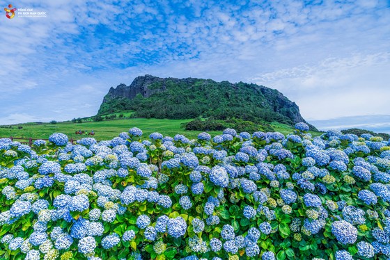 Hàn Quốc mở thêm đường bay thẳng, nhiều chính sách thuận lợi để thu hút khách Việt Nam ảnh 4