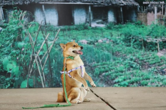 Tìm được “diễn viên 4 chân” cho dự án điện ảnh “Cậu Vàng“ ảnh 1 Tìm được “diễn viên 4 chân” cho dự án điện ảnh “Cậu Vàng“ ảnh 1