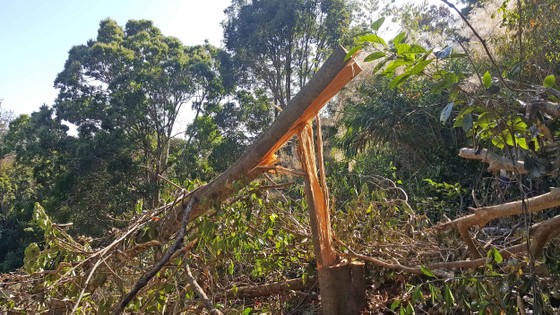 Bắt quả tang 3 đối tượng phá rừng ở Đà Lạt ảnh 2