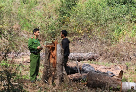 Xác định 5 đối tượng cưa hạ hàng loạt thông cổ thụ tại Lâm Đồng ảnh 1