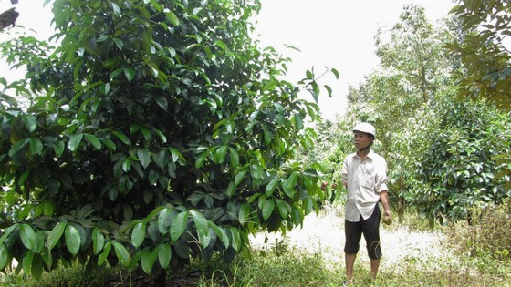 Cảnh báo người dân không cắt, hái lá măng cụt đem bán ảnh 1 Cảnh báo người dân không cắt, hái lá măng cụt đem bán ảnh 1
