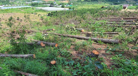 Hàng trăm cây thông bị “cưa trắng” ở Lâm Đồng ảnh 3