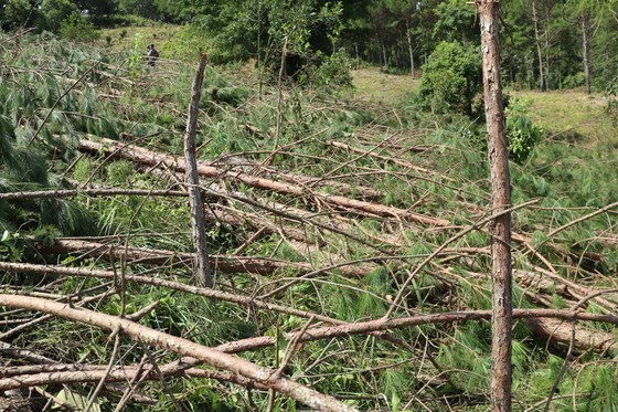 Tỉnh Lâm Đồng chỉ đạo điều tra vụ “cưa trắng” hàng trăm cây thông ảnh 2
