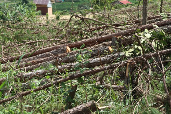 Hàng trăm cây thông bị “cưa trắng” ở Lâm Đồng ảnh 5