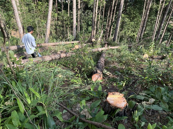 Lâm Đồng: Hàng trăm cây thông trong rừng phòng hộ bị cưa hạ ảnh 3