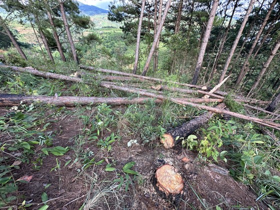Lâm Đồng: Hàng trăm cây thông trong rừng phòng hộ bị cưa hạ ảnh 5