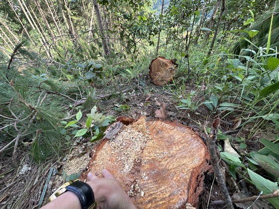 Lâm Đồng: Hàng trăm cây thông trong rừng phòng hộ bị cưa hạ ảnh 6