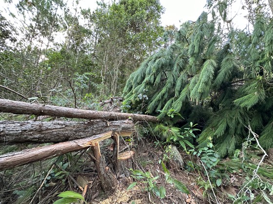 Lâm Đồng: Hàng trăm cây thông trong rừng phòng hộ bị cưa hạ ảnh 9