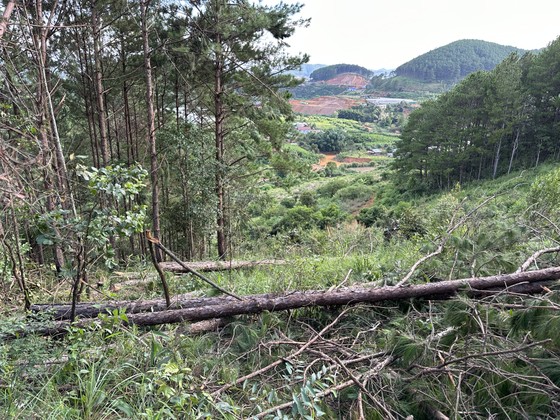 Lâm Đồng: Hàng trăm cây thông trong rừng phòng hộ bị cưa hạ ảnh 10