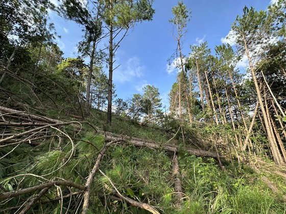 Lâm Đồng: Hàng trăm cây thông trong rừng phòng hộ bị cưa hạ ảnh 8