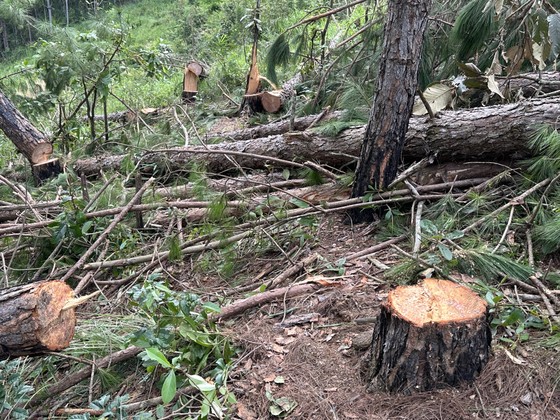 Lâm Đồng: Hàng trăm cây thông trong rừng phòng hộ bị cưa hạ ảnh 2
