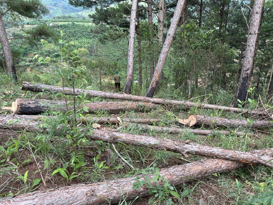 Lâm Đồng: Hàng trăm cây thông trong rừng phòng hộ bị cưa hạ ảnh 1