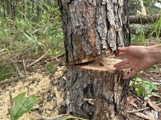Lâm Đồng: Hàng trăm cây thông trong rừng phòng hộ bị cưa hạ ảnh 7