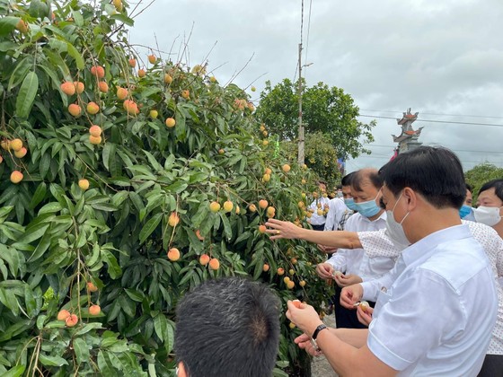 Vải thiều Việt Nam gây được tiếng vang sau 1 năm xâm nhập thị trường Nhật Bản ảnh 1