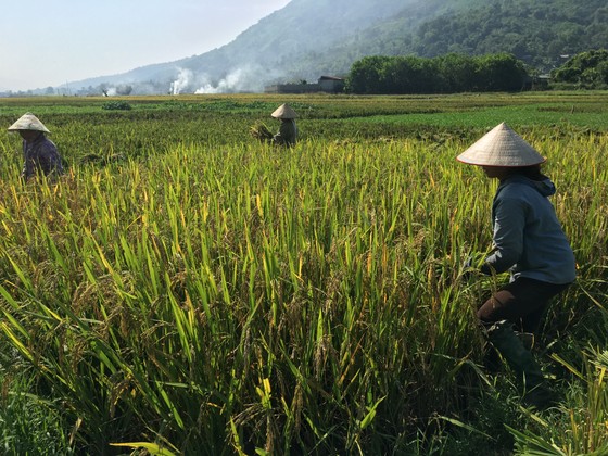 Nông dân ở tỉnh Hòa Bình tranh thủ gặt hái lúa mùa và đốt rơm rạ nhân tiết trời nắng hanh vàng. Ảnh: VĂN PHÚC