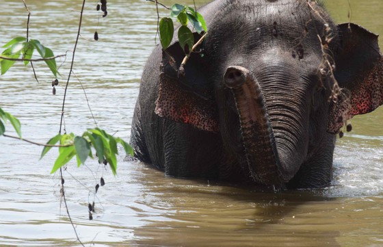 Mô hình du lịch thân thiện tại Vườn quốc gia Yok Đôn tiếp nhận 2 cá thể voi nhà ảnh 3
