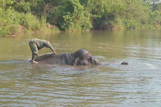 Mô hình du lịch thân thiện tại Vườn quốc gia Yok Đôn tiếp nhận 2 cá thể voi nhà ảnh 5