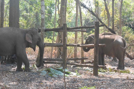 Mô hình du lịch thân thiện tại Vườn quốc gia Yok Đôn tiếp nhận 2 cá thể voi nhà ảnh 2