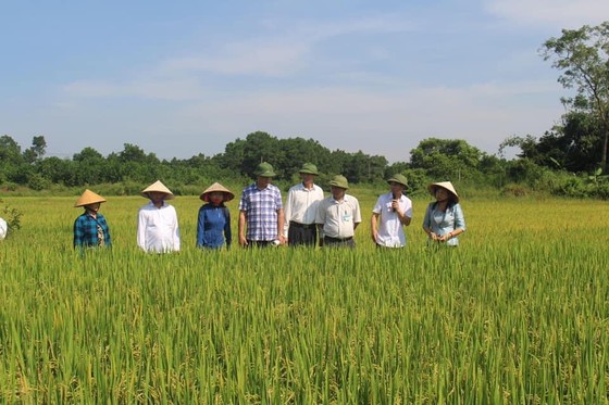 Đầu tháng 4, trình đề án 1 triệu hécta lúa “tăng trưởng xanh” ảnh 2