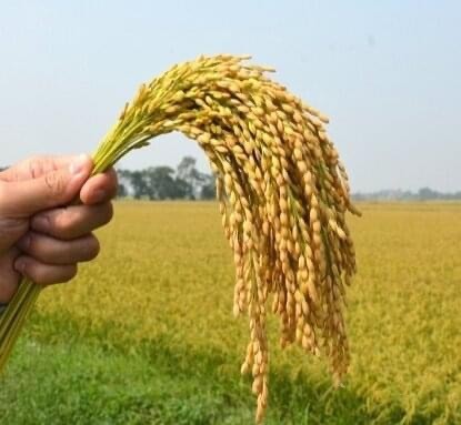 Đầu tháng 4, trình đề án 1 triệu hécta lúa “tăng trưởng xanh” ảnh 3