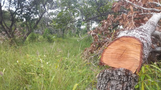 Đề nghị khởi tố vụ án phá rừng trong khu bảo tồn thiên nhiên Tà Cú ảnh 1