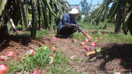 Tỉnh Bình Thuận trả lời về nguyên nhân khiến thanh long rớt giá phải đổ bỏ ảnh 2