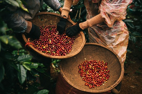 Vượt mốc 80 cửa hàng cà phê, The Coffee House mở không gian "cà phê hội nhập" ảnh 1