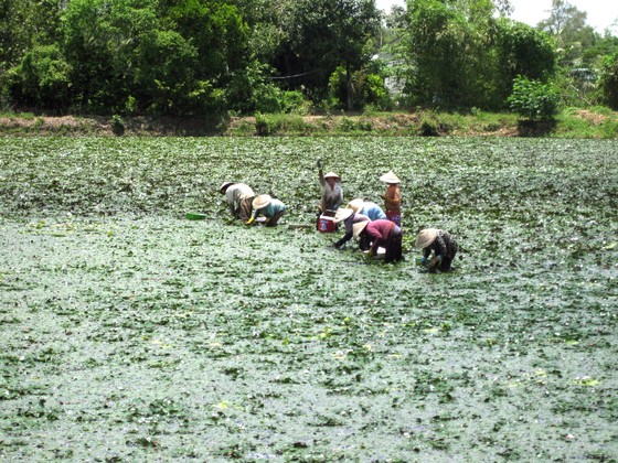Mưu sinh mùa lũ muộn ảnh 4