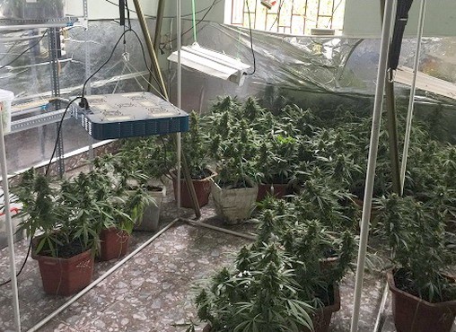 Triệt phá điểm trồng cần sa, truyền đạo “Hội thánh Đức Chúa Trời” ảnh 3