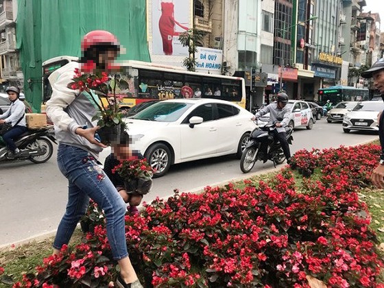 Công ty Công viên cây xanh Hà Nội: Khó thể đảm bảo không tái diễn cảnh “hôi” hoa ảnh 1