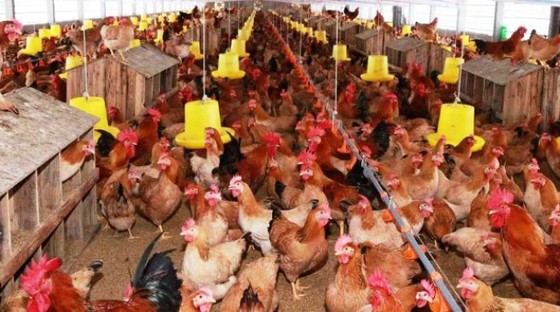 Người dân nhiều quận huyện ở Hà Nội sẽ không được nuôi gia súc, gia cầm ảnh 2